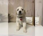 Puppy Red Golden Retriever