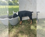 Puppy Darkpink collar Doberman Pinscher