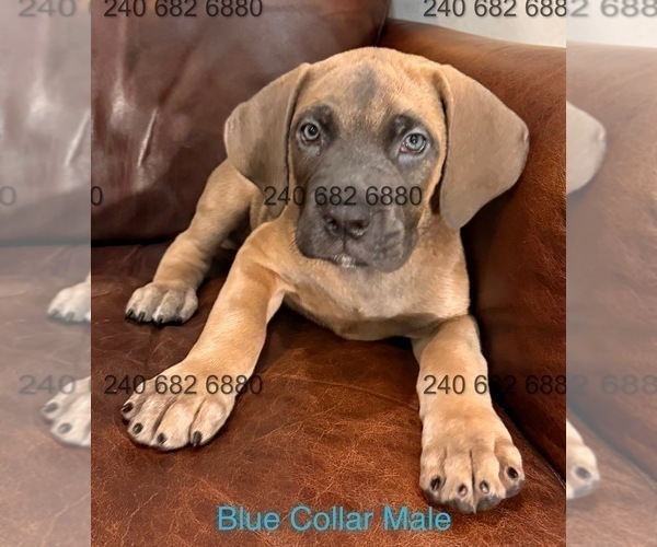 Medium Photo #2 Cane Corso Puppy For Sale in LA PLATA, MD, USA