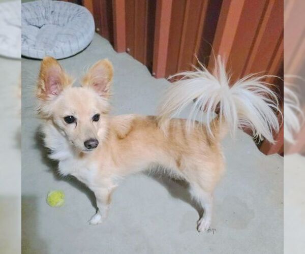 Medium Photo #7 Chiranian Puppy For Sale in Tustin, CA, USA