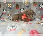 Small #3 YorkiePoo