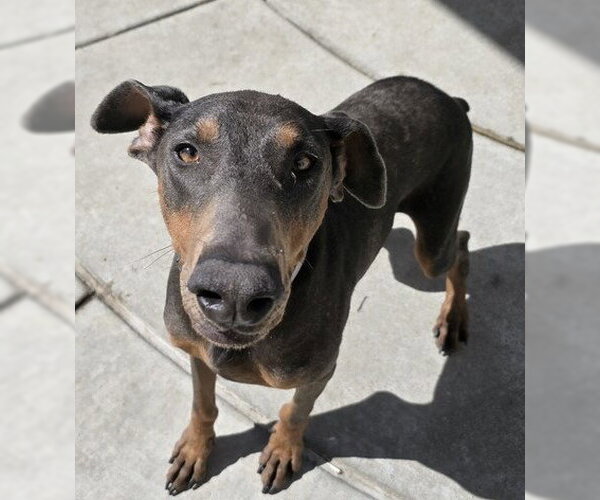 Medium Photo #1 Doberman Pinscher Puppy For Sale in Martinez, CA, USA