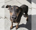 Small Doberman Pinscher