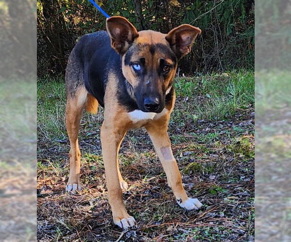 Medium Photo #4 Siberian Husky-Unknown Mix Puppy For Sale in Wetumpka, AL, USA