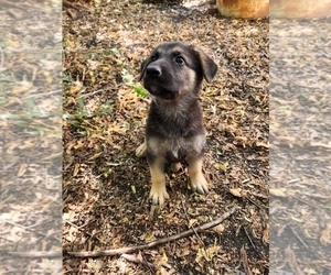 German Shepherd Dog Puppy for sale in ROBINSON, TX, USA