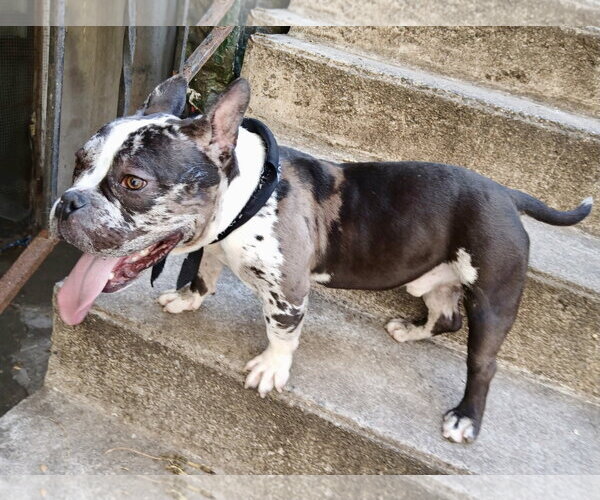 Medium Photo #2 Free-Lance Bulldog Puppy For Sale in Staten Island, NY, USA