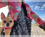 Small Photo #6 Chihuahua Puppy For Sale in Plantation, FL, USA
