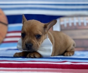 French Bulldog-Shetland Sheepdog Mix Puppy for sale in LANCASTER, PA, USA
