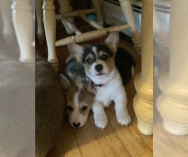 Medium Photo #1 Pembroke Welsh Corgi Puppy For Sale in NANJEMOY, MD, USA