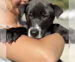 Small #1 Borador
