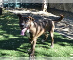 Small Photo #2 Mutt Puppy For Sale in Oroville, CA, USA