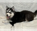 Small Photo #7 Siberian Husky Puppy For Sale in ALTON, IL, USA