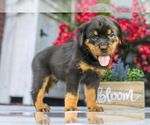 Puppy Diesel Rottweiler