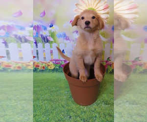 Golden Retriever-Goldendoodle Mix Puppy for sale in TUCSON, AZ, USA
