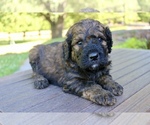 Small #1 Goldendoodle