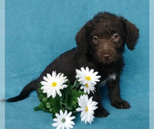 Medium Photo #3 Labradoodle Puppy For Sale in FREDERICKSBG, OH, USA