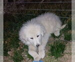 Small #1 Great Pyrenees
