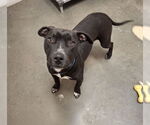 Small #1 American Pit Bull Terrier-Bull Terrier Mix