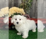 Small #1 Coton de Tulear