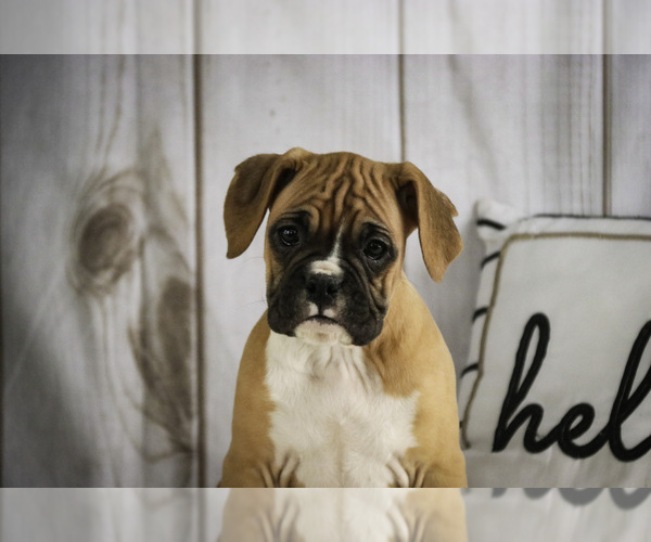 Medium Photo #3 Boxer Puppy For Sale in SHIPSHEWANA, IN, USA