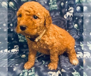 Medium Goldendoodle