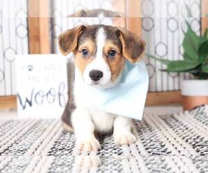 Cardigan Welsh Corgi Puppy for sale in NAPLES, FL, USA