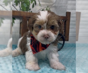 Medium Shorkie Tzu