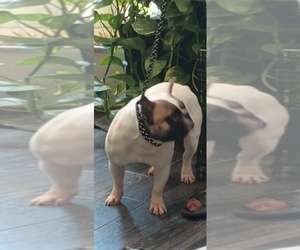 Father of the French Bulldog puppies born on 08/28/2025
