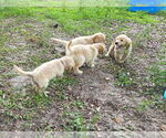 Small Photo #7 Golden Retriever Puppy For Sale in PLANT CITY, FL, USA