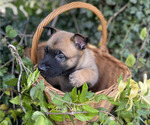 Small #3 Belgian Malinois