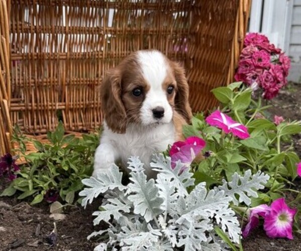 Medium Photo #3 Cavalier King Charles Spaniel Puppy For Sale in THORP, WI, USA