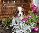 Small #2 Cavalier King Charles Spaniel
