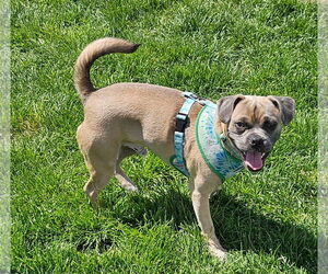 Donahue - Male Puggle Dog for Adoption - Photo #4