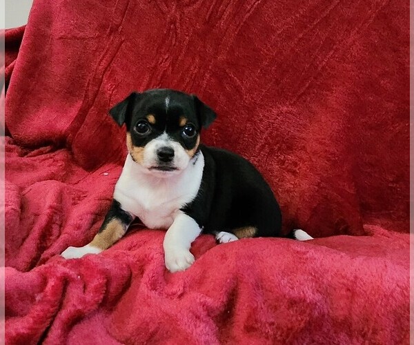 Medium Photo #36 Chihuahua Puppy For Sale in RUSTBURG, VA, USA