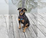 Small #1 Mutt