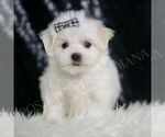 Small Photo #61 Maltese Puppy For Sale in WARSAW, IN, USA