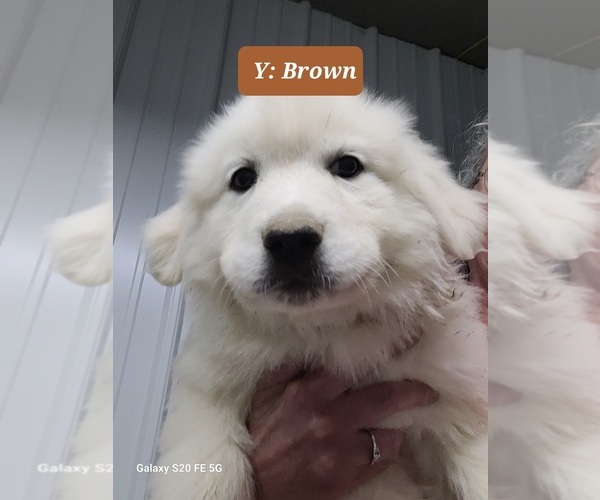 Medium Photo #3 Great Pyrenees Puppy For Sale in SCOTTSVILLE, KY, USA