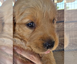 Golden Retriever Puppy for sale in HOBBS, NM, USA