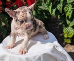 Small #2 Faux Frenchbo Bulldog