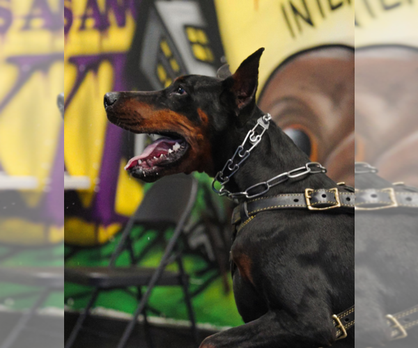 Medium Photo #17 Doberman Pinscher Puppy For Sale in FORT LAUDERDALE, FL, USA