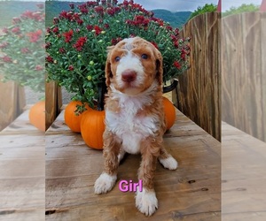 Bernedoodle Puppy for sale in EVERETT, PA, USA