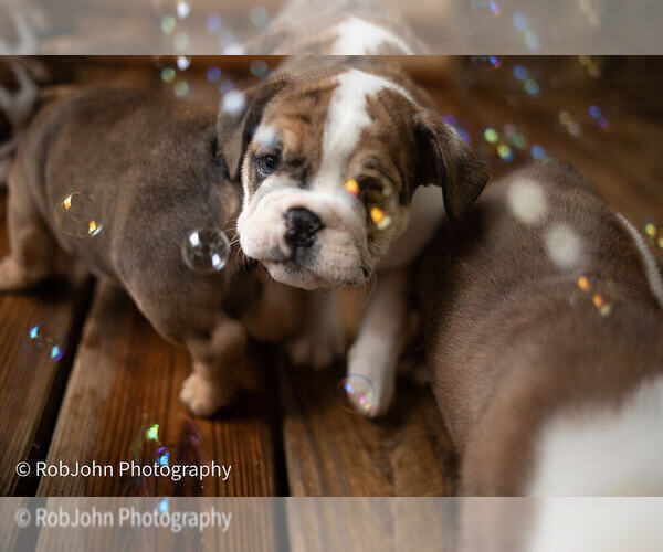 Medium Photo #11 Bulldog Puppy For Sale in STRAFFORD, MO, USA