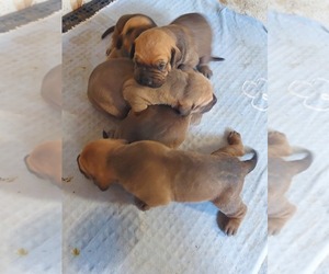Fila Brasileiro Puppy for sale in Aracati, Ceara, Brazil
