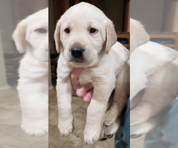 Medium Photo #140 Labrador Retriever Puppy For Sale in OLYMPIA, WA, USA