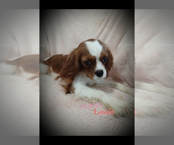 Medium Photo #1 Cavalier King Charles Spaniel Puppy For Sale in STANLEY, WI, USA