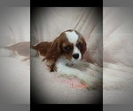 Small Photo #1 Cavalier King Charles Spaniel Puppy For Sale in STANLEY, WI, USA