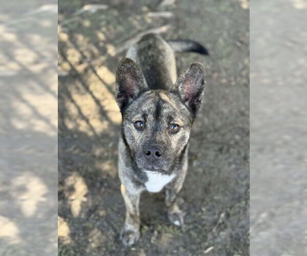 Medium Photo #2 Mutt Puppy For Sale in Riverside, CA, USA