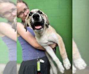 Great Pyrenees-Unknown Mix Dogs for adoption in Elmsford, NY, USA