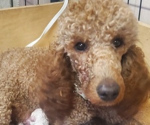 Mother of the Poodle (Standard) puppies born on 04/18/2022