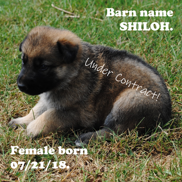Medium Photo #1 German Shepherd Dog Puppy For Sale in STURGIS, KY, USA